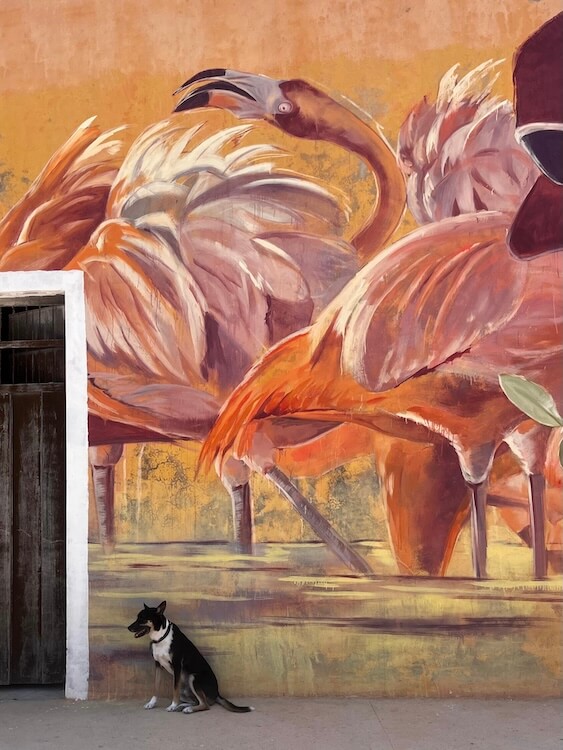 pink-flamengoes-detail-d-petit